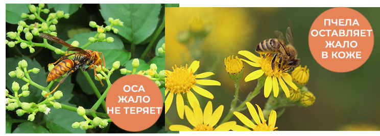 оса-и-пчела
