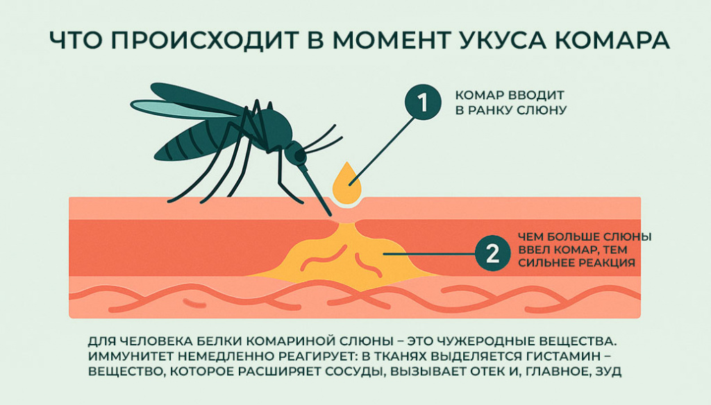 зуд-появляется-не-в-момент-самого-укуса-а-через-несколько-минут-как-раз-тогда-когда-гистамин-накапливается-в-тканях что-происходит-когда-кусает-комар.jpg